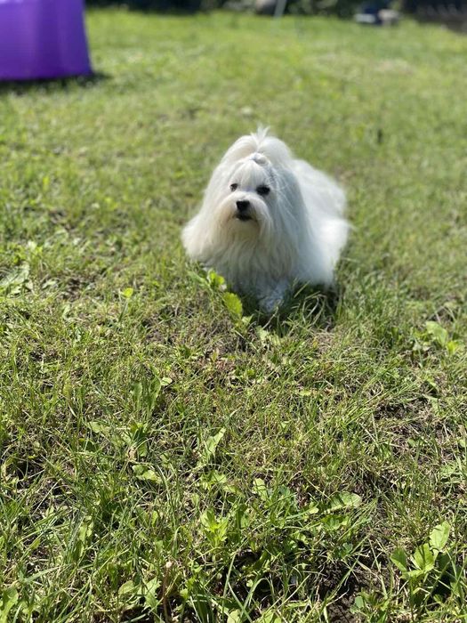 Мальчик мальтезе КСУ, готов к вязке.