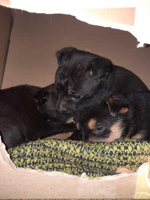 Маленький друг у добрі руки