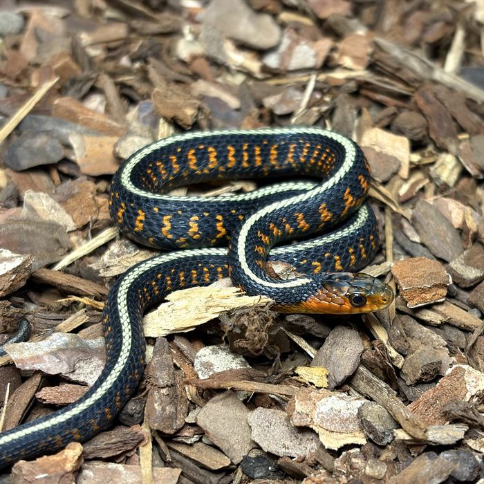 Wąż pończosznik Thamnophis sirtalis concinnus