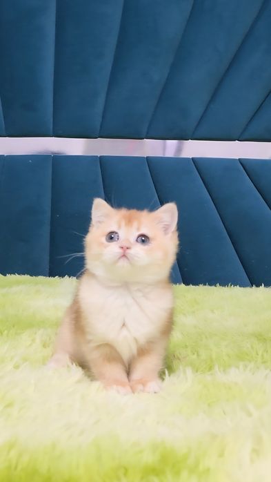 Шотландський хлопчик золота шиншила ny12