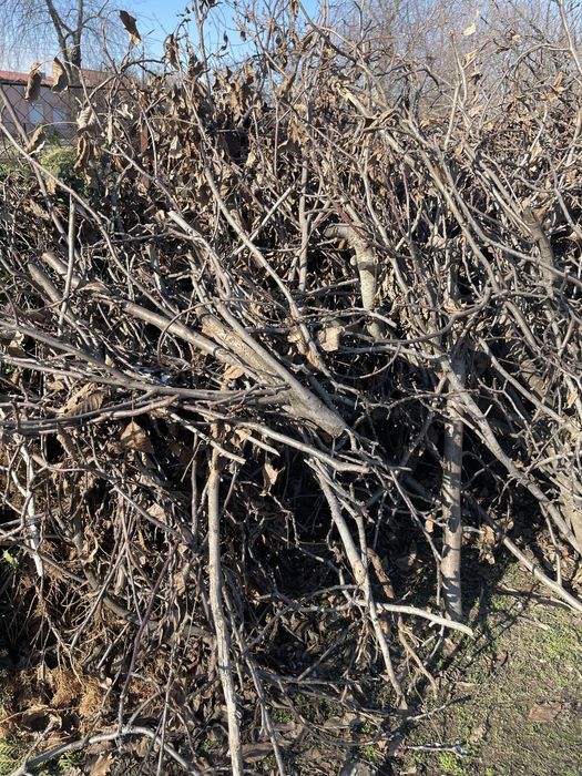 Сухие ветки дрова с спиленный орех Шевченковский район бесплатно