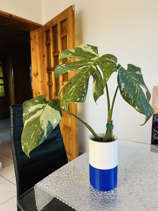 Monstera thai constellation