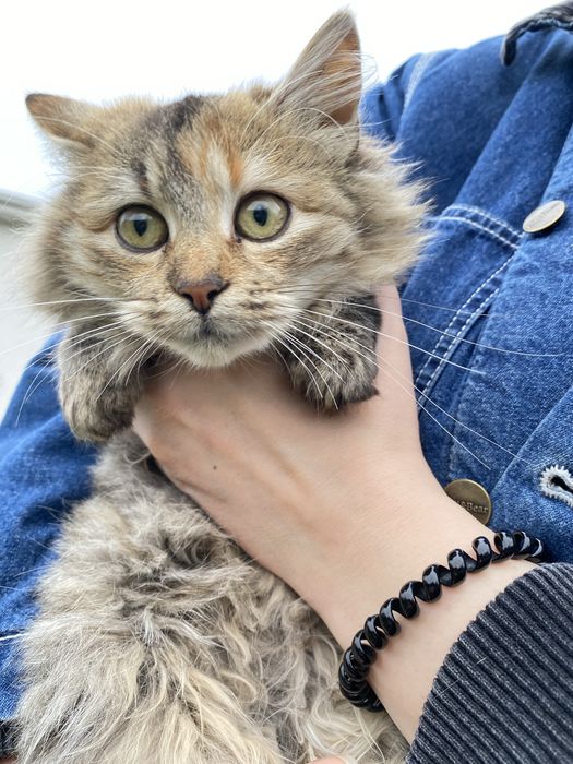 Пухнастий котик шукає дім, та люблячу сімʼю