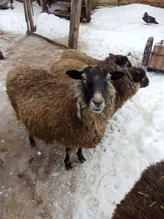 Продам романівських овечок