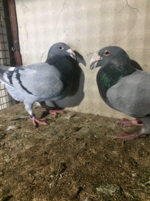 Rzeszowskie wystawowe