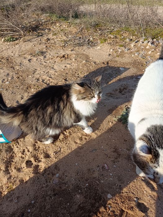 Стерилизована, спасите