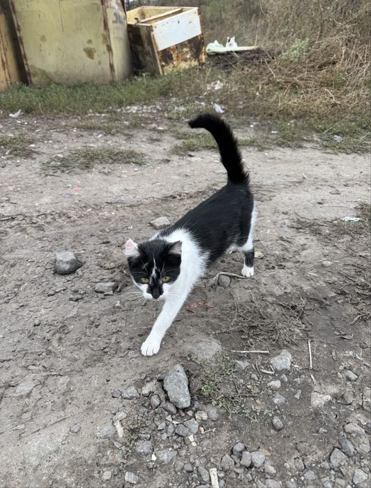 кошеня в добрі руки