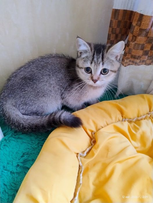 Кошеня шотландська дівчинка