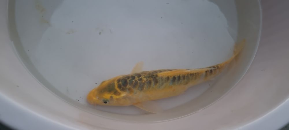 Carpa Koi - 30 cm