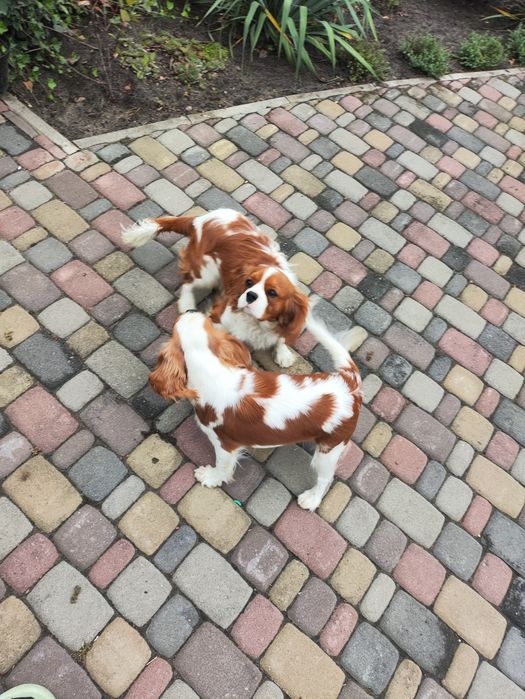 Кавалер Кінг Чарльз Спаніель - в'язка. Має док. КСУ