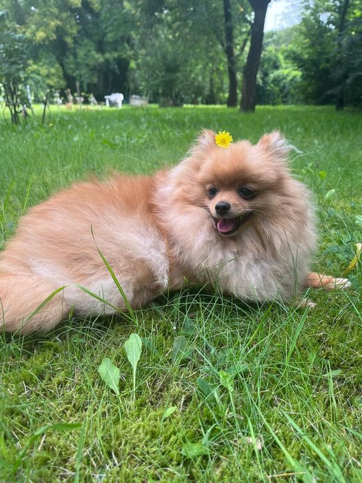 Продається дівчинка померанського шпіца