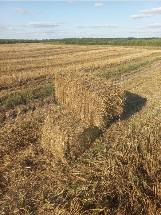 Тюки солом'яні з вівса та пшениці