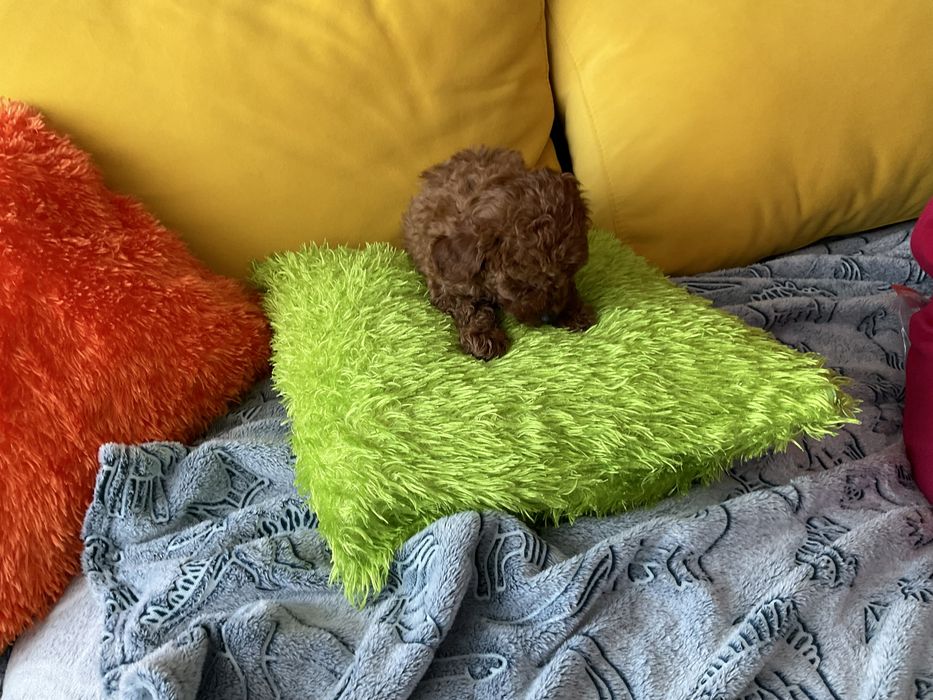 Pudel Toy Red-Szczeniaczek