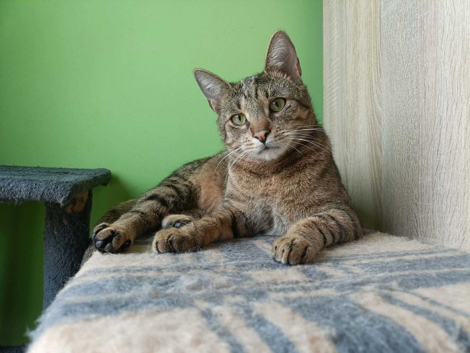 Eddie – profesjonalny pogromca wędek i kulek szuka domu!