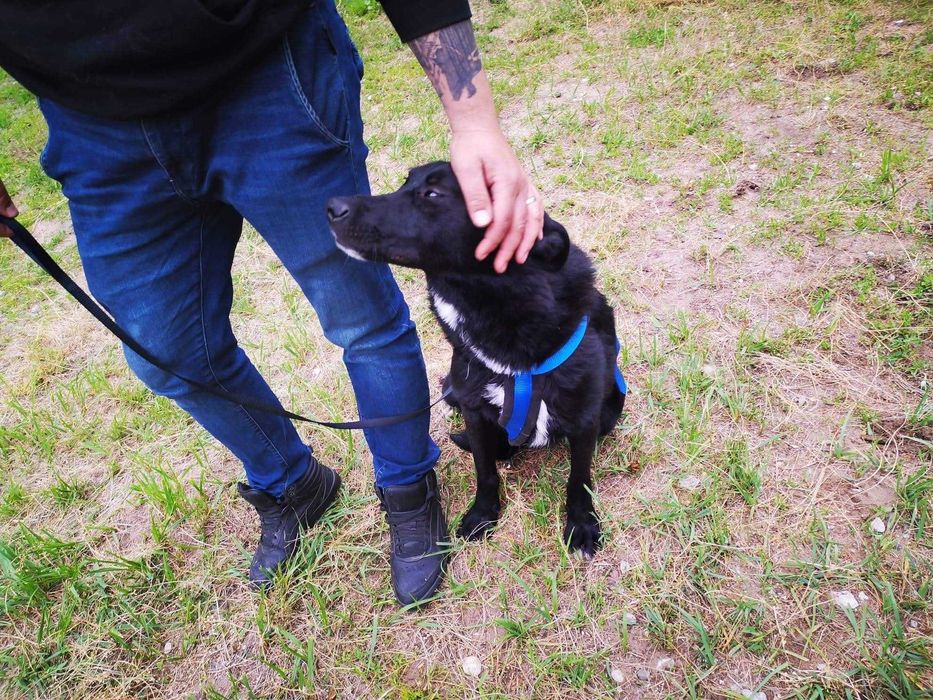 Kargul – wierny przyjaciel gotowy do adopcji