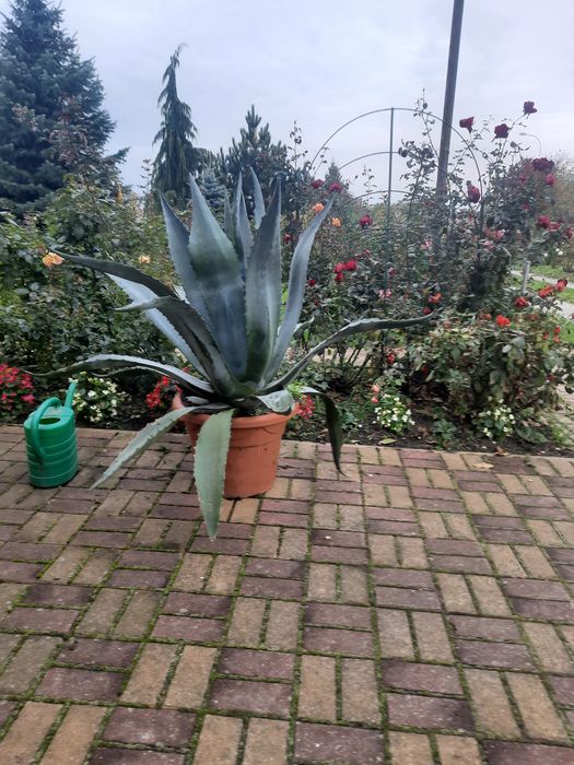 Sprzedam piękna agawe