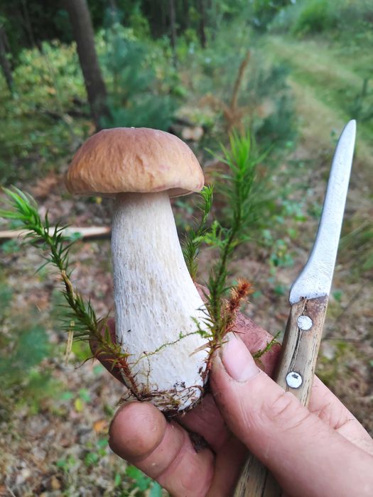 Grzyby marynowane zbiór 2025r.