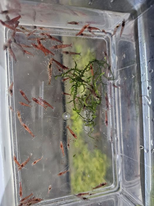 Pack Neocaridina descartes 100 unidades