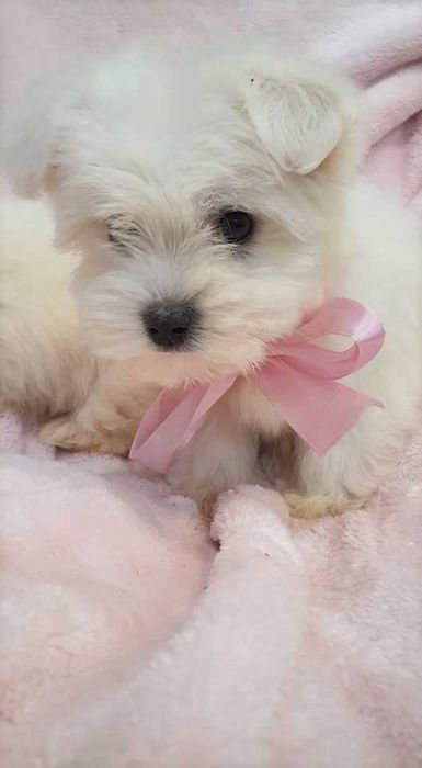 Maltańczyk Piękna Suczka z Rodowodem.