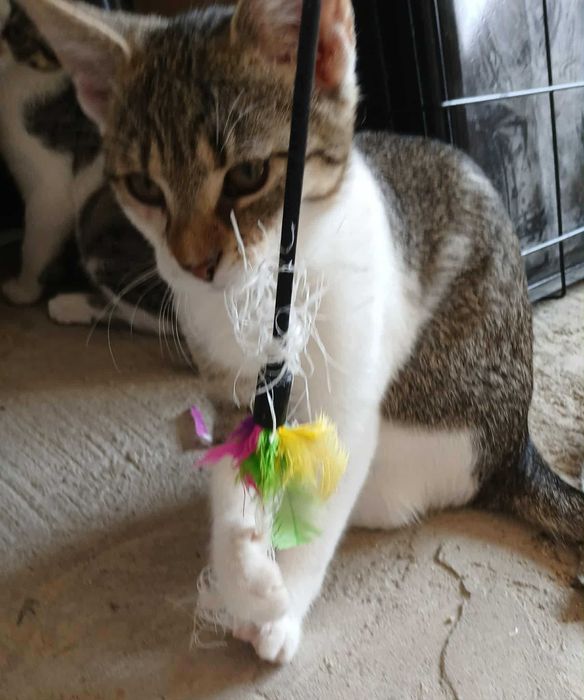 Lilu śliczna kotka szuka domu