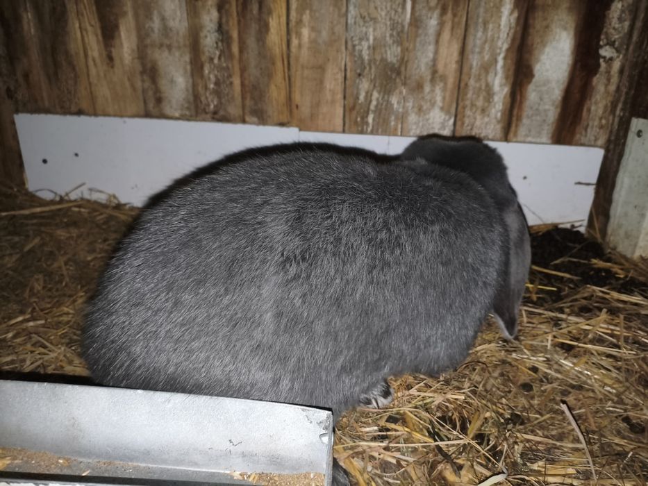 Samiec Baran Francuski Niebieski