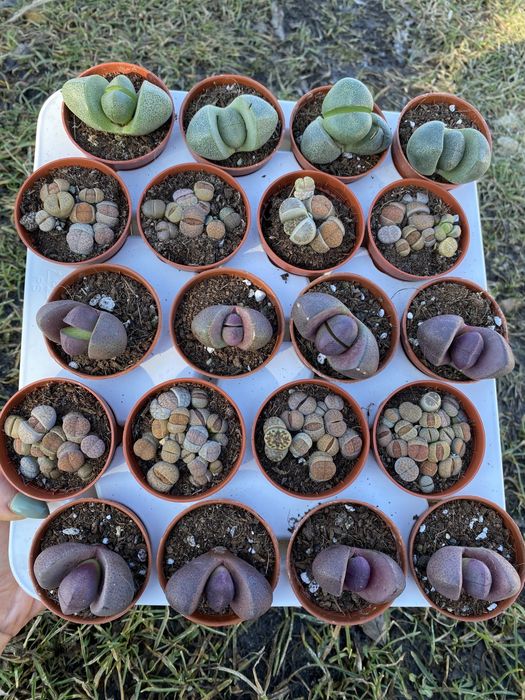 Літопси , живі камінці