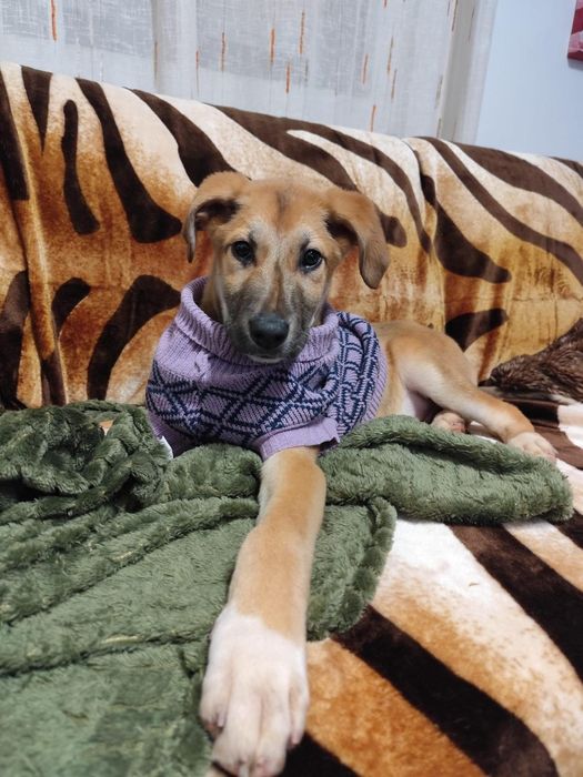 Caezinhos com 2 meses para adoção