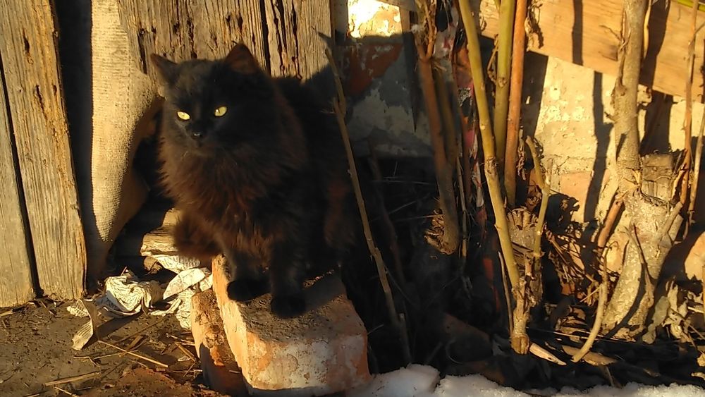 Кошенята хлопчики