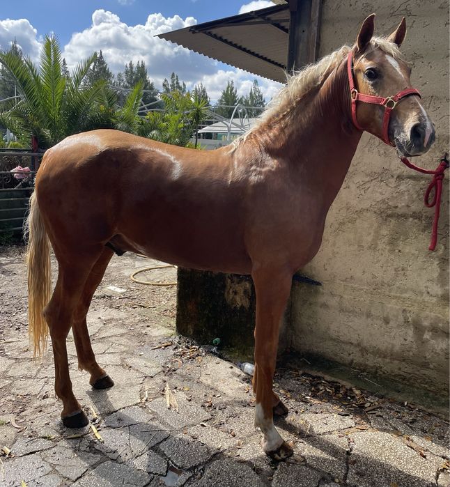 Poldro PSL Palomino Filho Don Juan De Cabeção