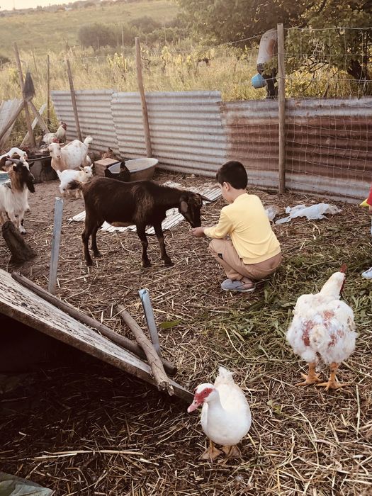 Cabras anãs muito doceis