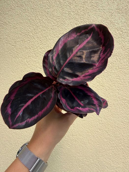 Planta Calathea