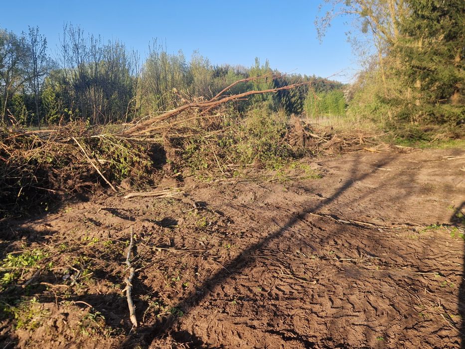 Oddam za darmo Gałęzie za Darmo