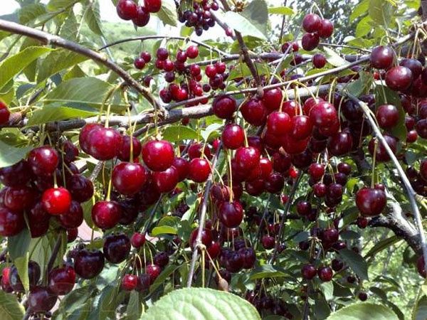 Продам недорого саджанці крупної вишні