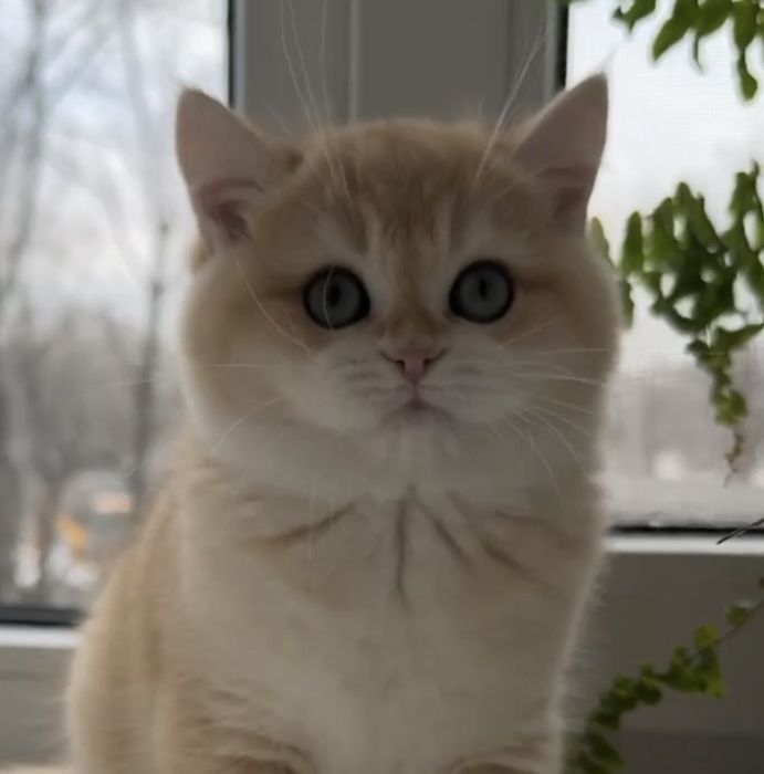 Золота шиншила котики