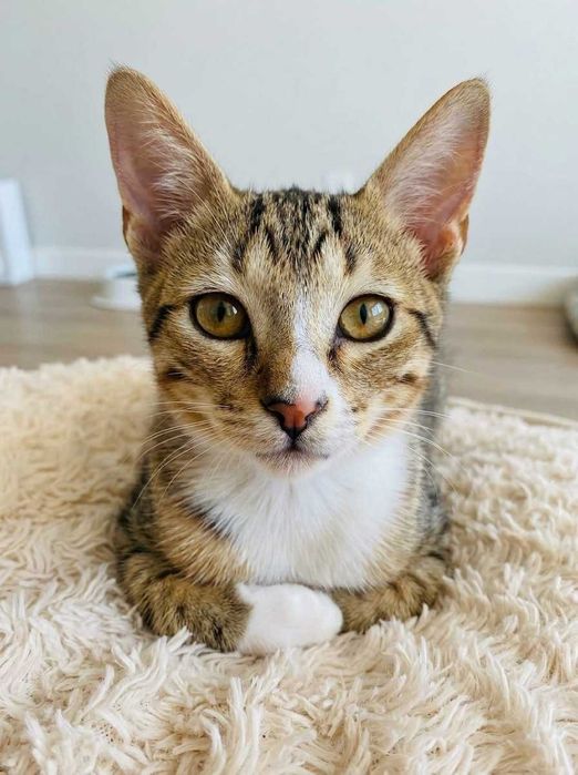 Setúbal e arredores/ Margem Sul — CLARICE, gatinha para adoção
