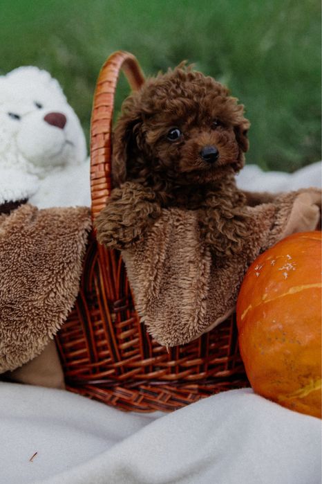 Вязка той пудель Китай