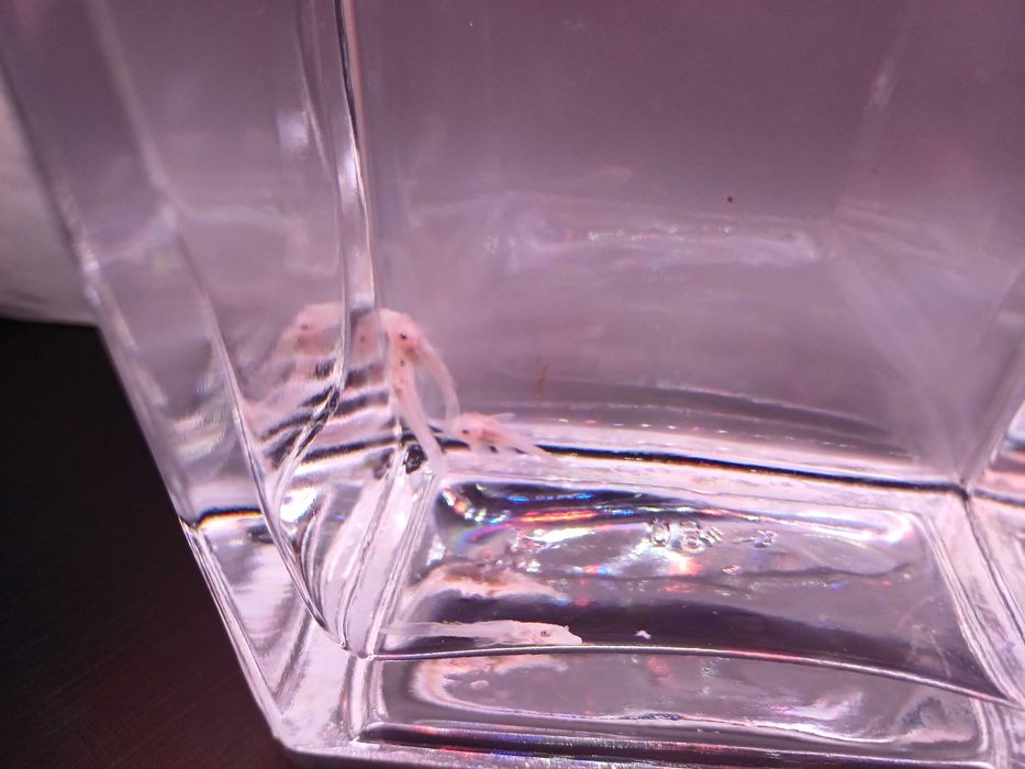 Zbrojnik Ancistrus L 144 snow white