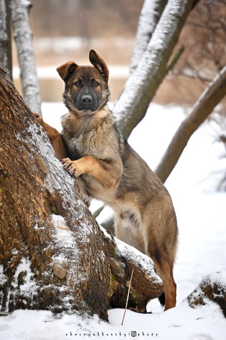Хлопчик зонарного забарвлення робочого розведення