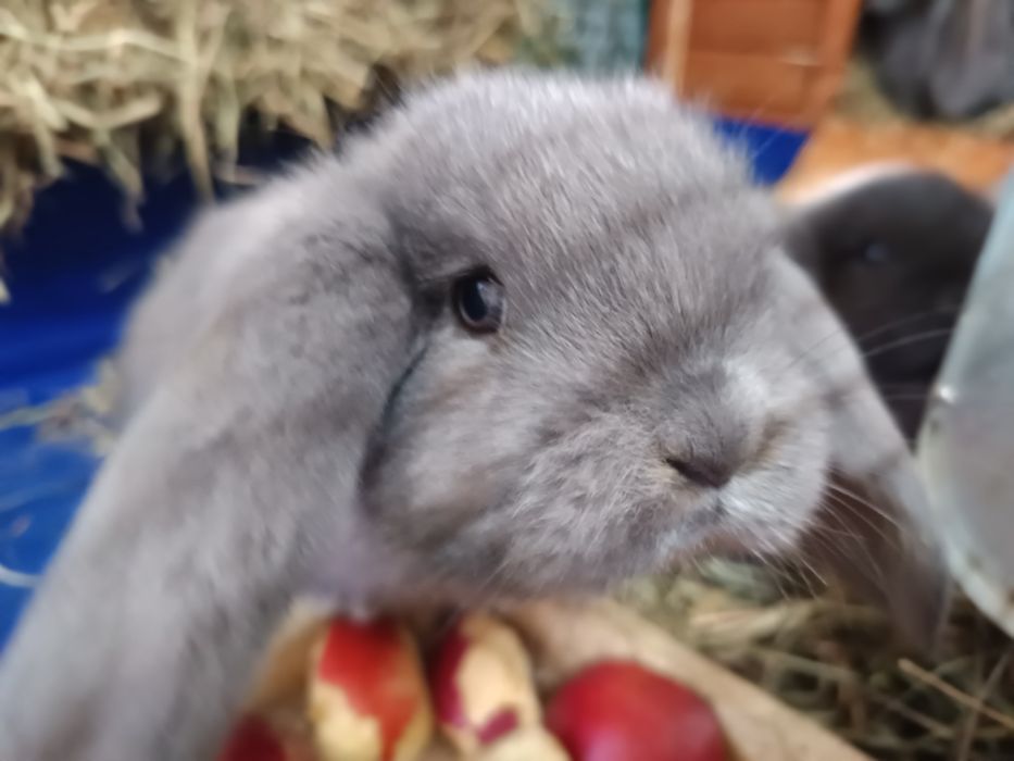 Króliki Barany francuskie niebieskie