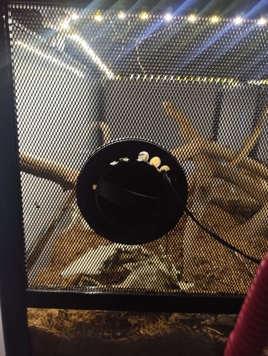 Wąż zbożowy z terrarium