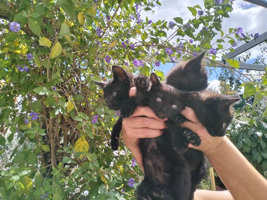 Iirmãs Onix !!Gatinhas para adoção