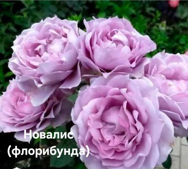 Троянди та клематиси