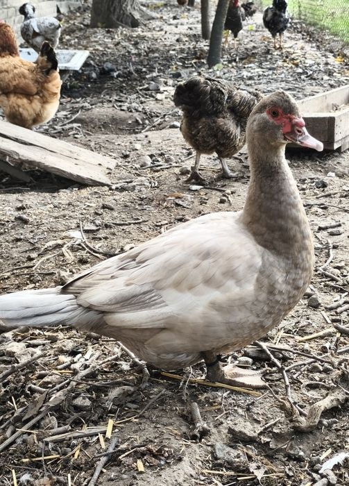 Kaczka piżmowa/francuska