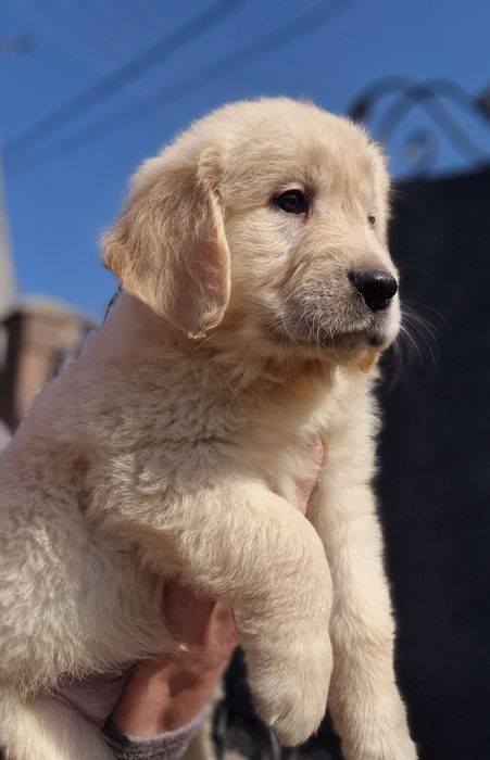 Цуценята золотистого ретривера