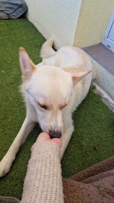 HAPPY młodziutki aktywny psiak poleca się do adopcji