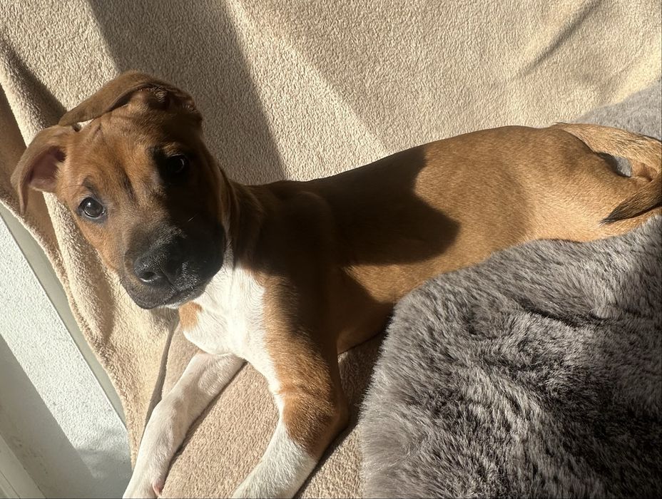 American Staffordshire Terrier amstaff szczeniak z metryką do odbioru