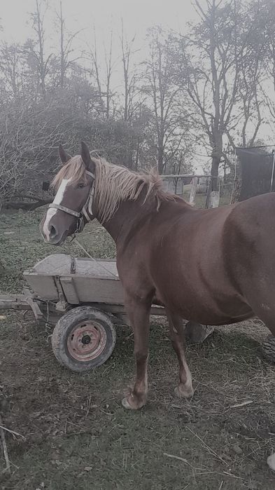 Продаеться кобила