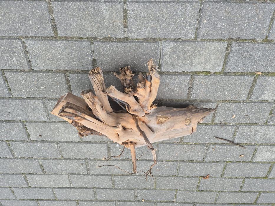 Korzeń do akwarium