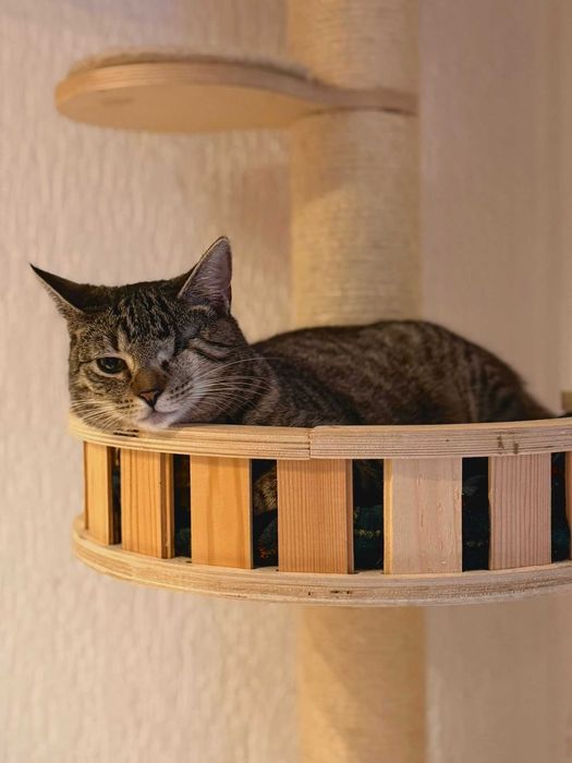 Mruczek czeka na miłość