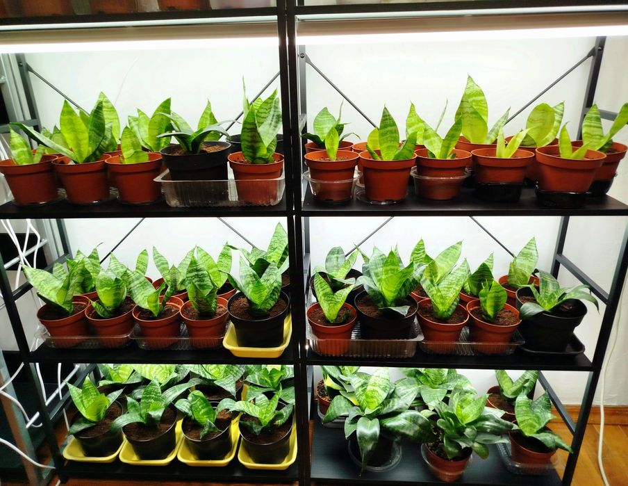 Щучий хвост Сансевиерия Ханни сансивиерия Сансівієрія сансевієрія